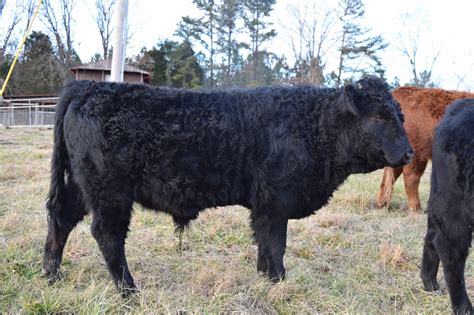 Dexter cattle for sale craigslist - Dexter bull calf and heifers. 8/22 · Lockhart. $800. 1 - 25 of 25. austin farm & garden "dexter" - craigslist. 